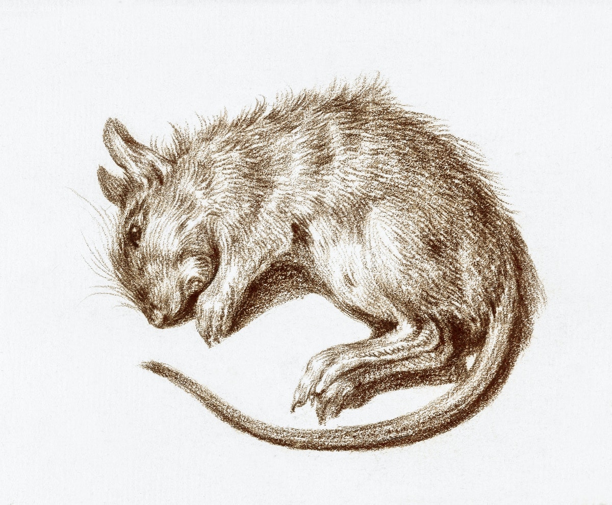 Tikus