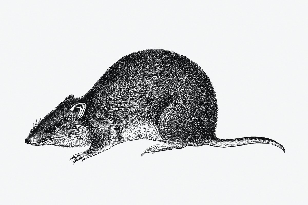 makanan tikus