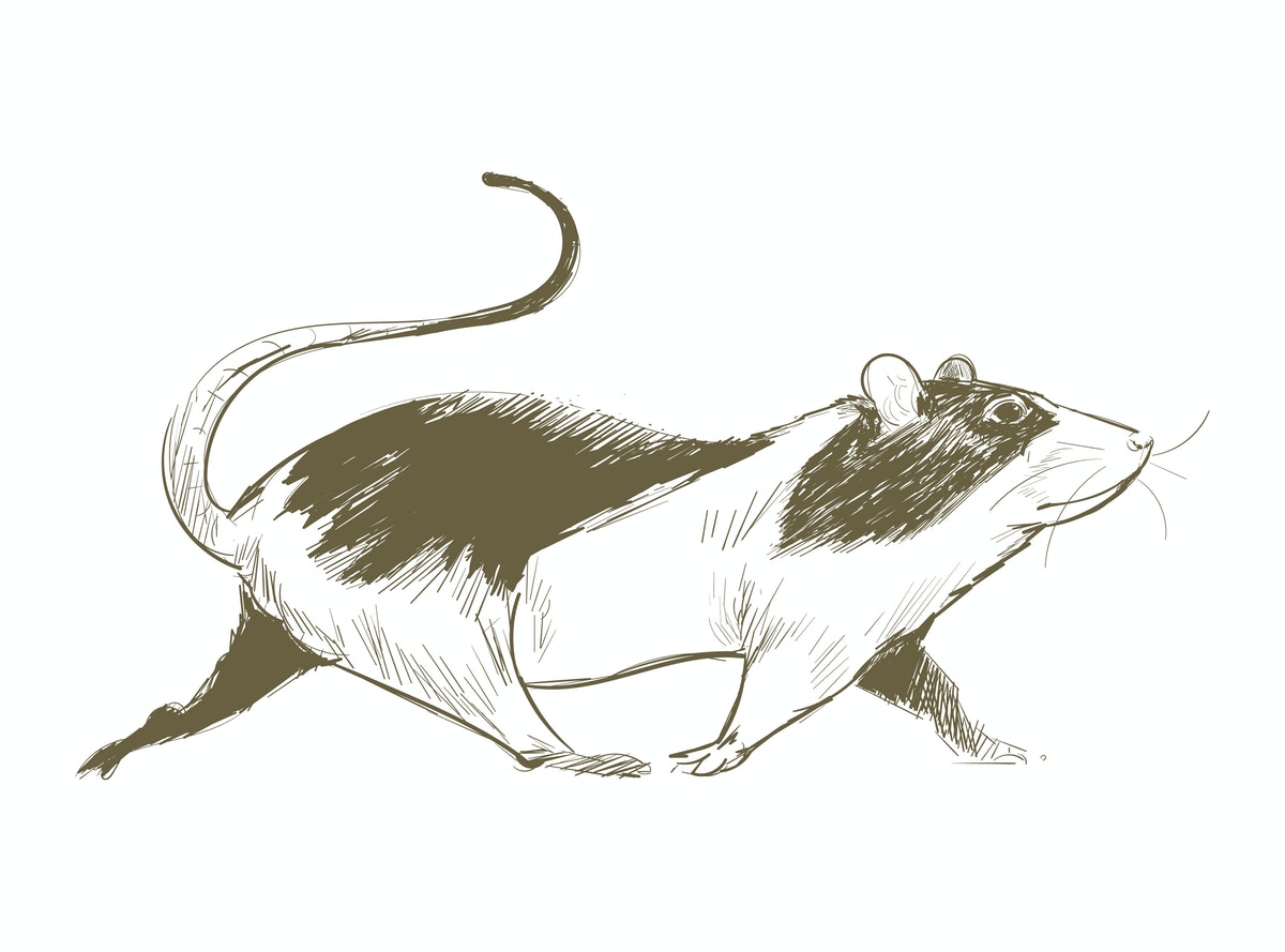 tikus
