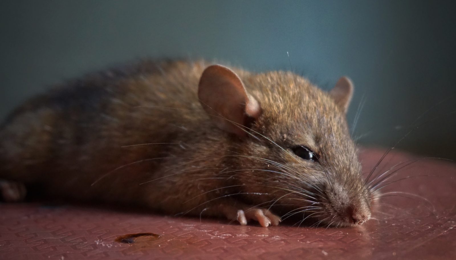 4 Alasan Banyak Tikus Di Rumah