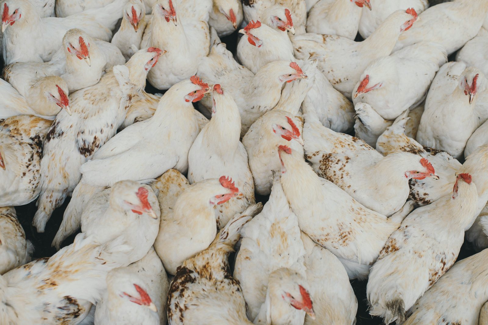 Standarisasi Pemotongan Ayam yang Baik di Indonesia