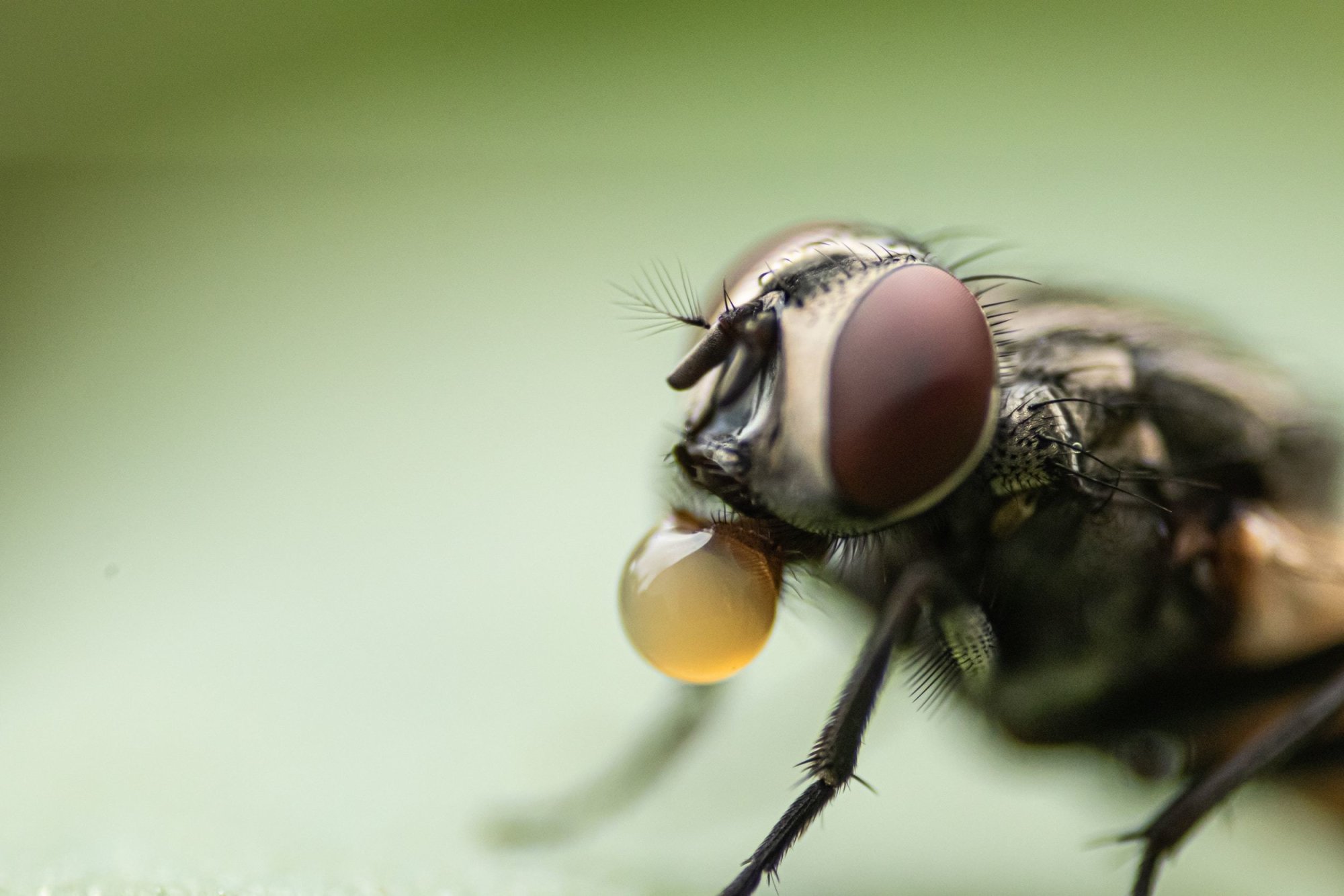 4 Alasan Mengapa Hunian Dipenuhi Lalat yang Wajib Diketahui