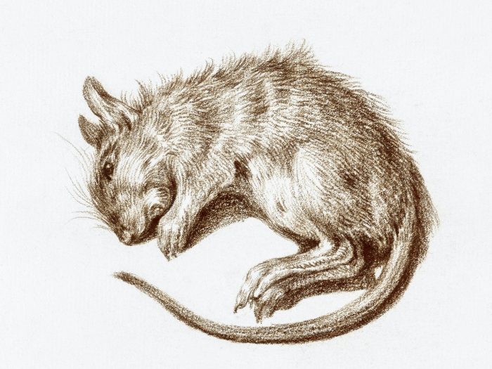 Tikus