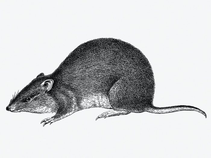 makanan tikus
