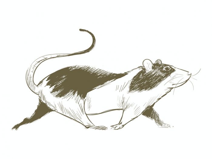 tikus